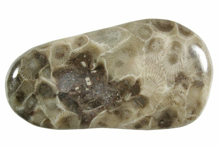 Polished Petoskey Stone (Fossil Coral) - Michigan #348575